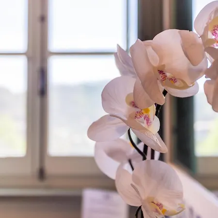 农家乐 Angiolina's Farm